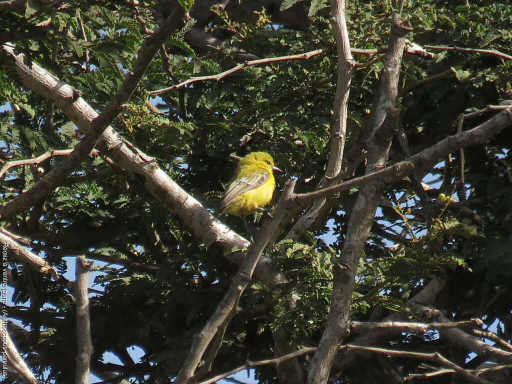 Rémiz à ventre jaune