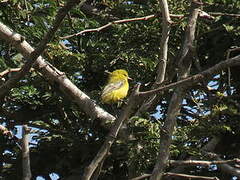 Yellow Penduline Tit