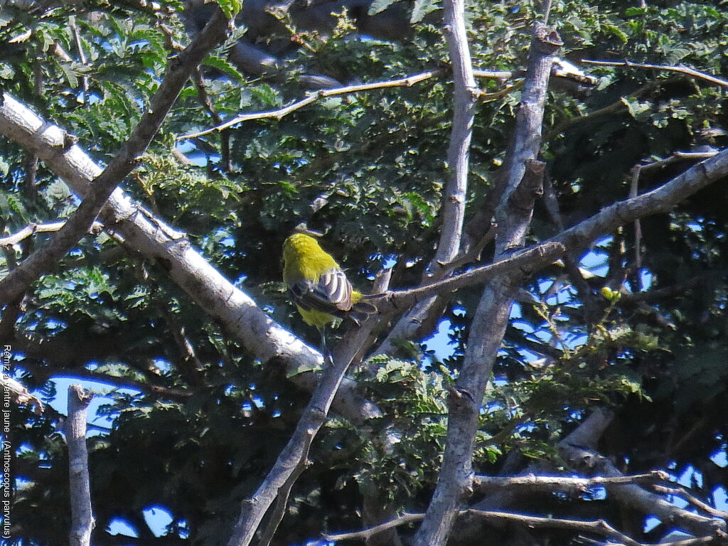 Rémiz à ventre jaune