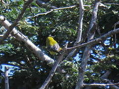 Yellow Penduline Tit