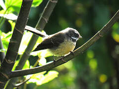 New Zealand Fantail