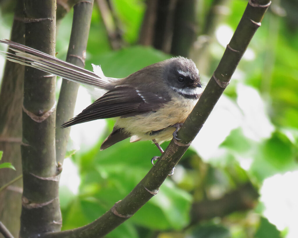 New Zealand Fantail