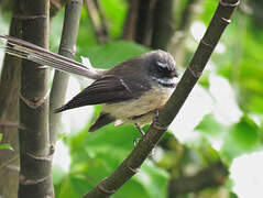 New Zealand Fantail