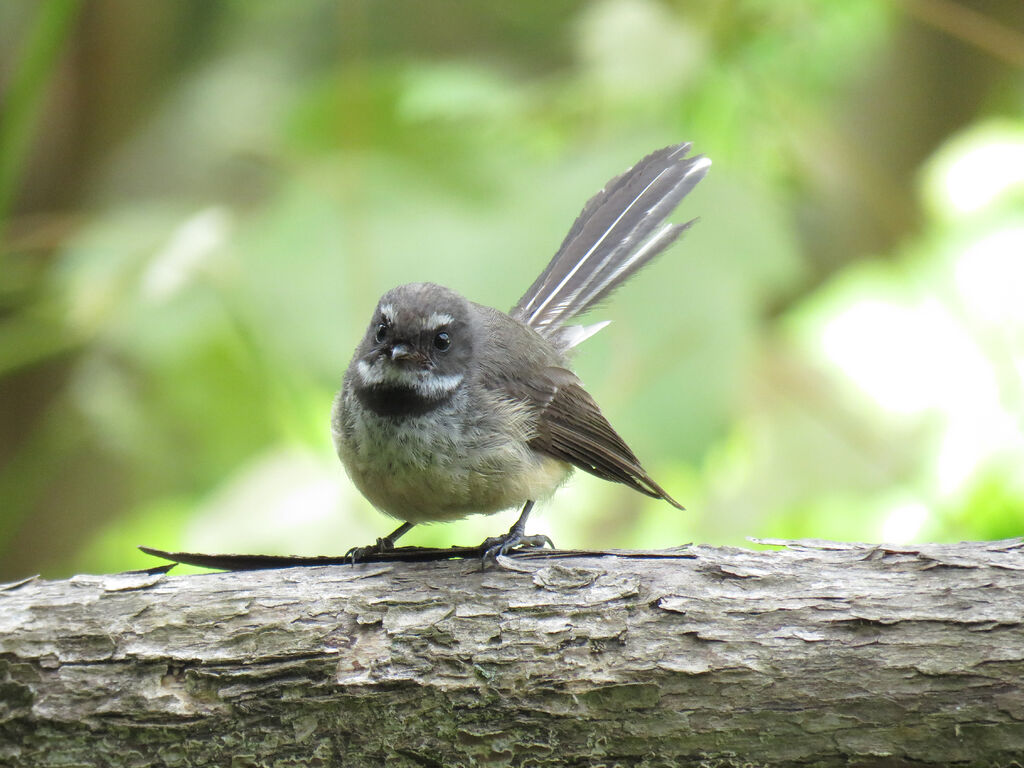 New Zealand Fantail