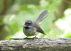 New Zealand Fantail