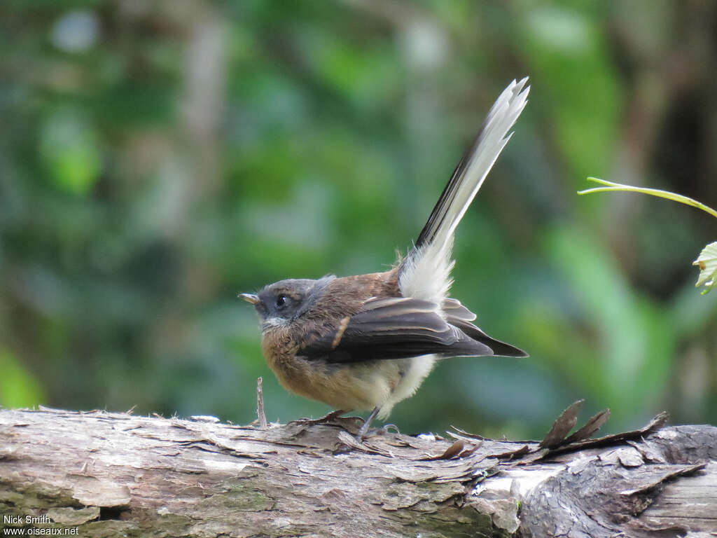 Rhipidure à collier, identification