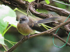 New Zealand Fantail