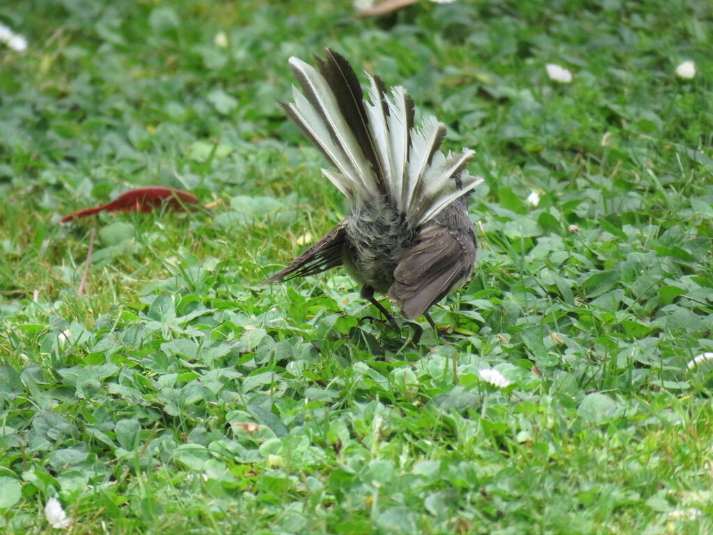 New Zealand Fantail