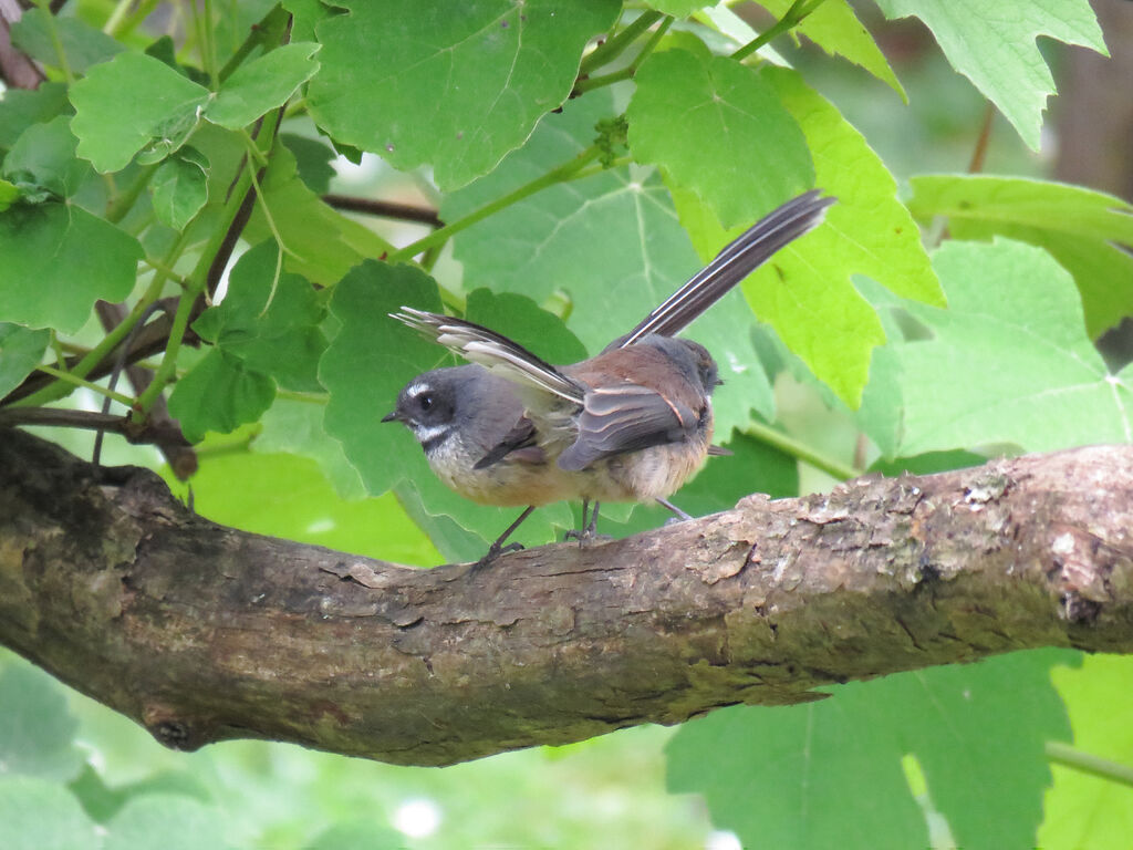 New Zealand Fantail