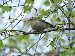 Common Firecrest