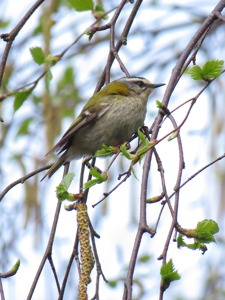 Common Firecrest