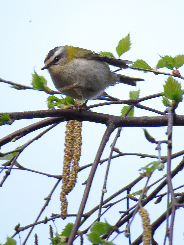 Common Firecrest