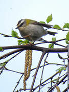 Common Firecrest