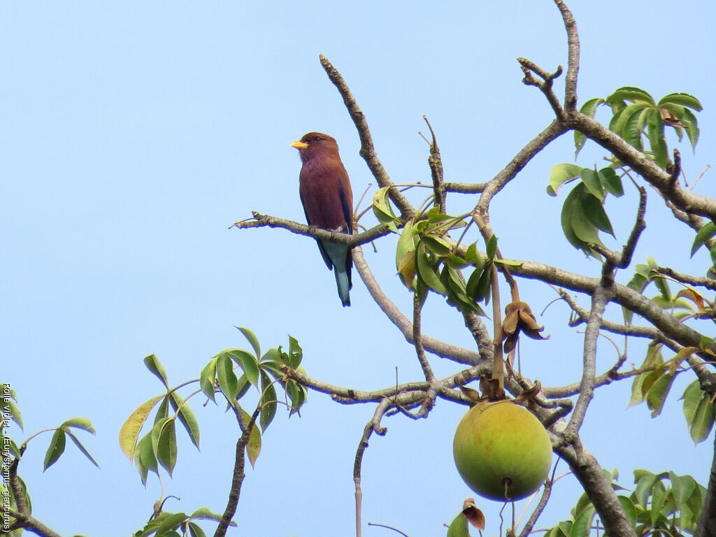 Broad-billed Roller