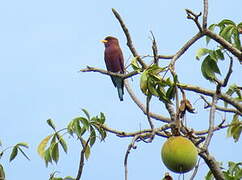 Broad-billed Roller