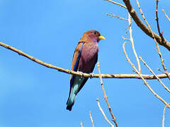 Broad-billed Roller