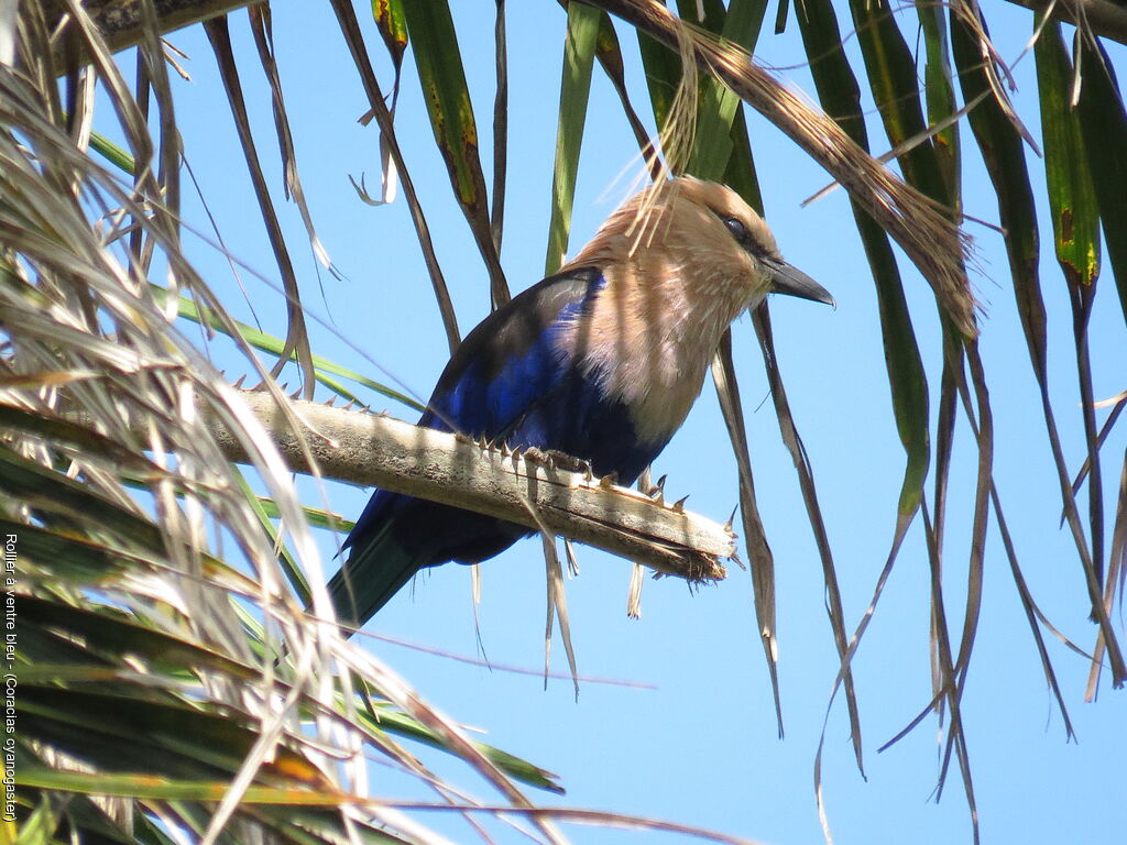 Blue-bellied Roller