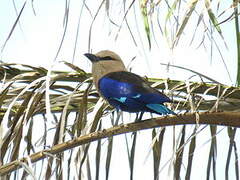 Blue-bellied Roller