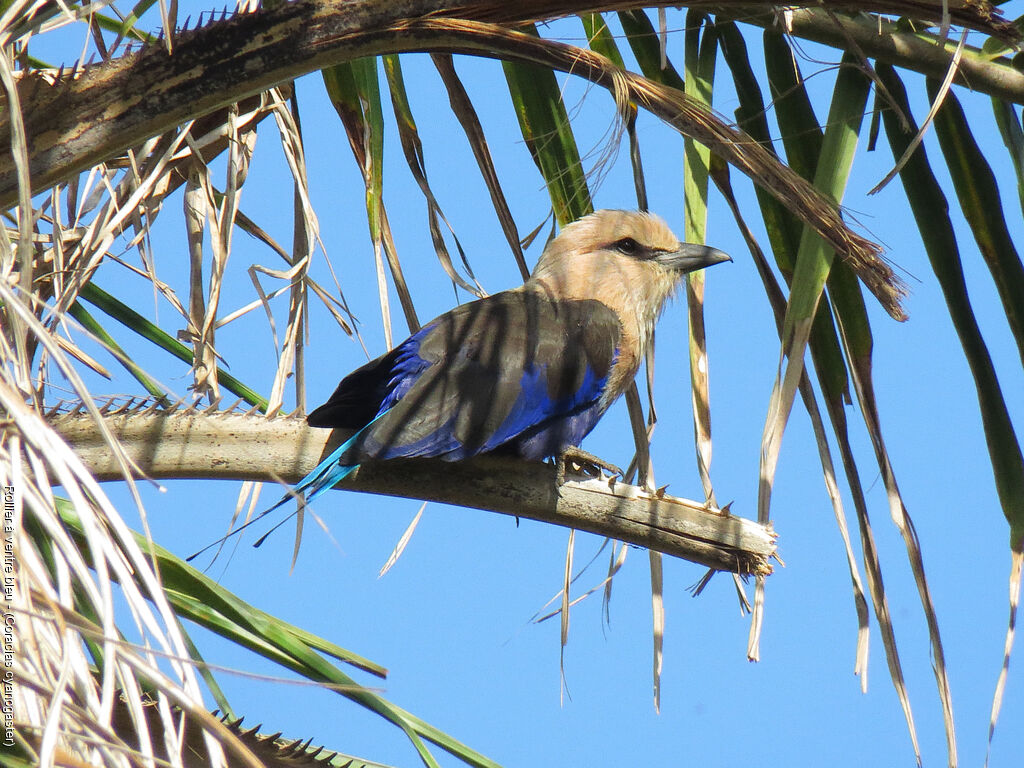 Blue-bellied Roller