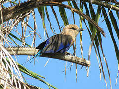 Blue-bellied Roller