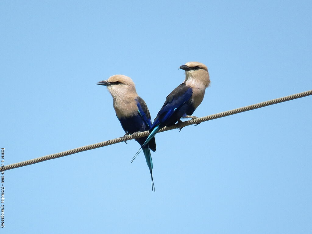 Blue-bellied Roller