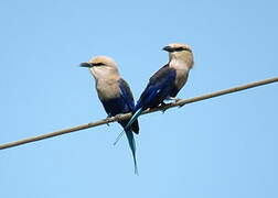 Blue-bellied Roller