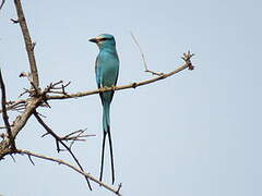 Abyssinian Roller