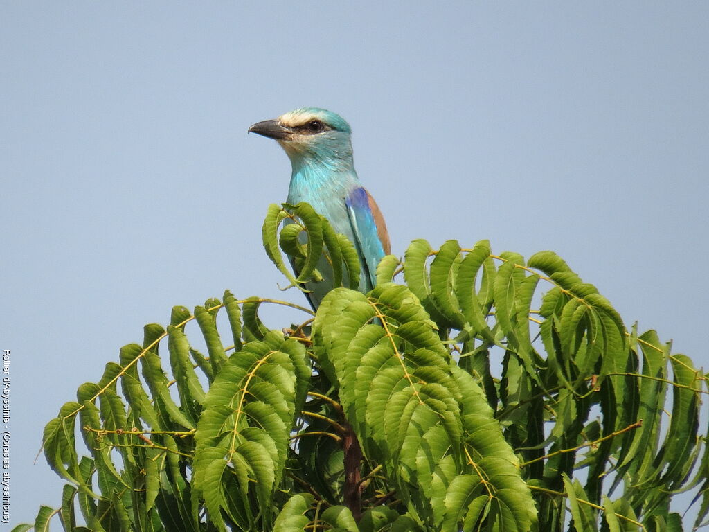 Abyssinian Roller