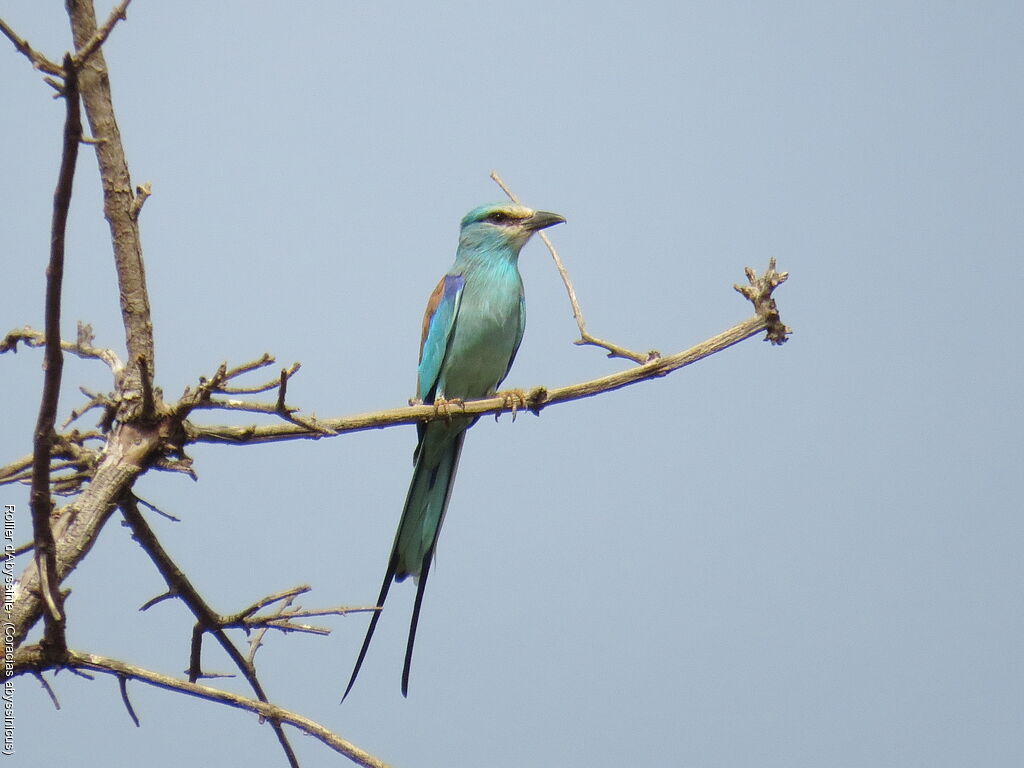 Abyssinian Roller