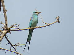 Abyssinian Roller