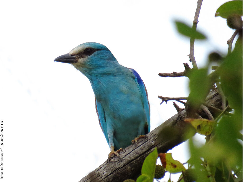 Abyssinian Roller