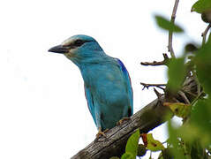 Abyssinian Roller