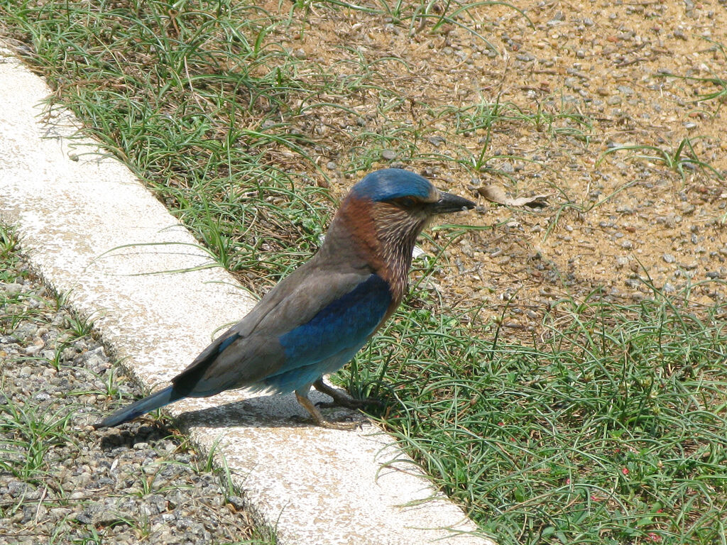 Indian Roller