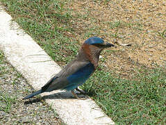 Indian Roller