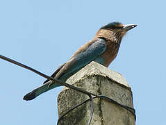 Indian Roller