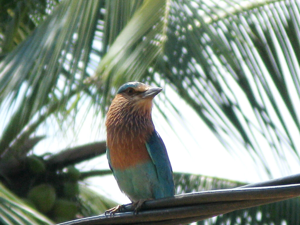 Indian Roller