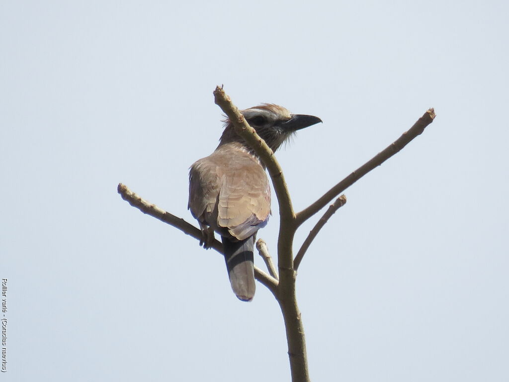 Purple Roller