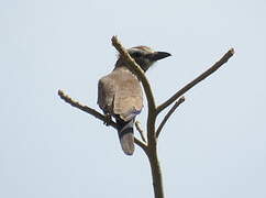 Purple Roller