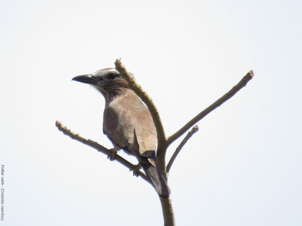 Purple Roller