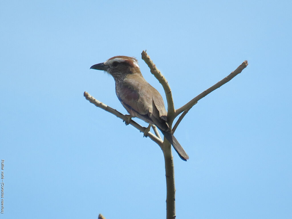 Purple Roller