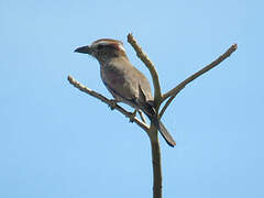 Purple Roller