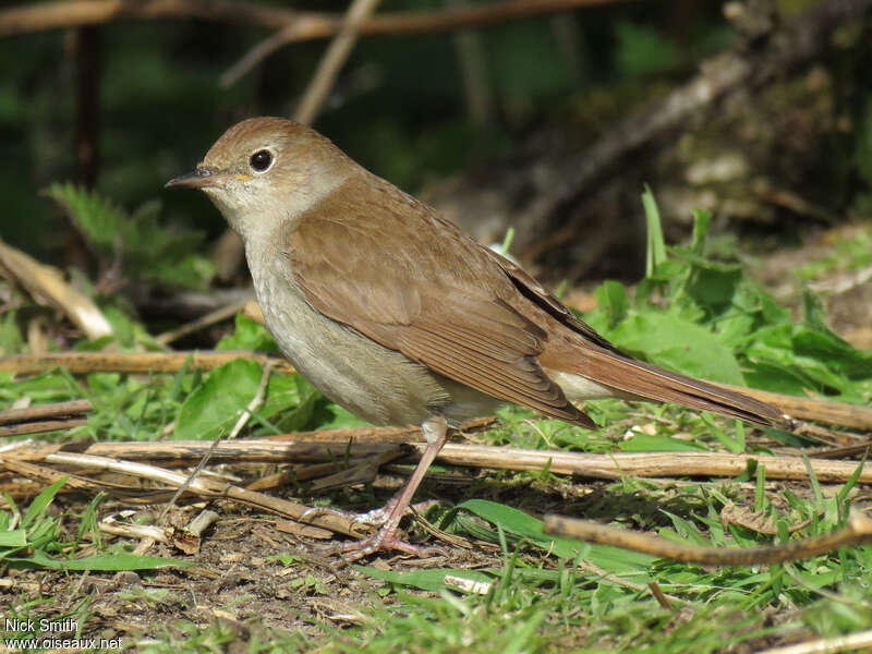 Common Nightingaleadult breeding, identification