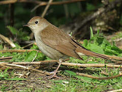 Common Nightingale