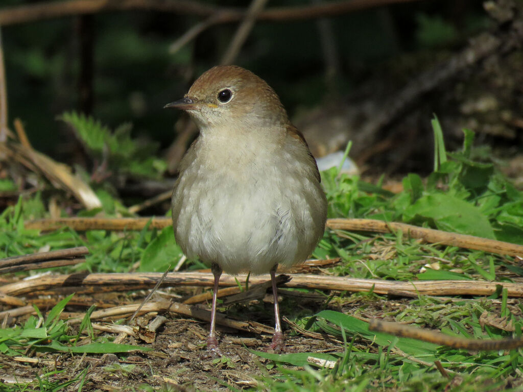 Common Nightingale