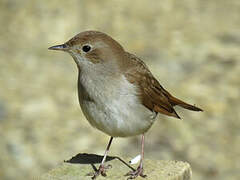 Common Nightingale