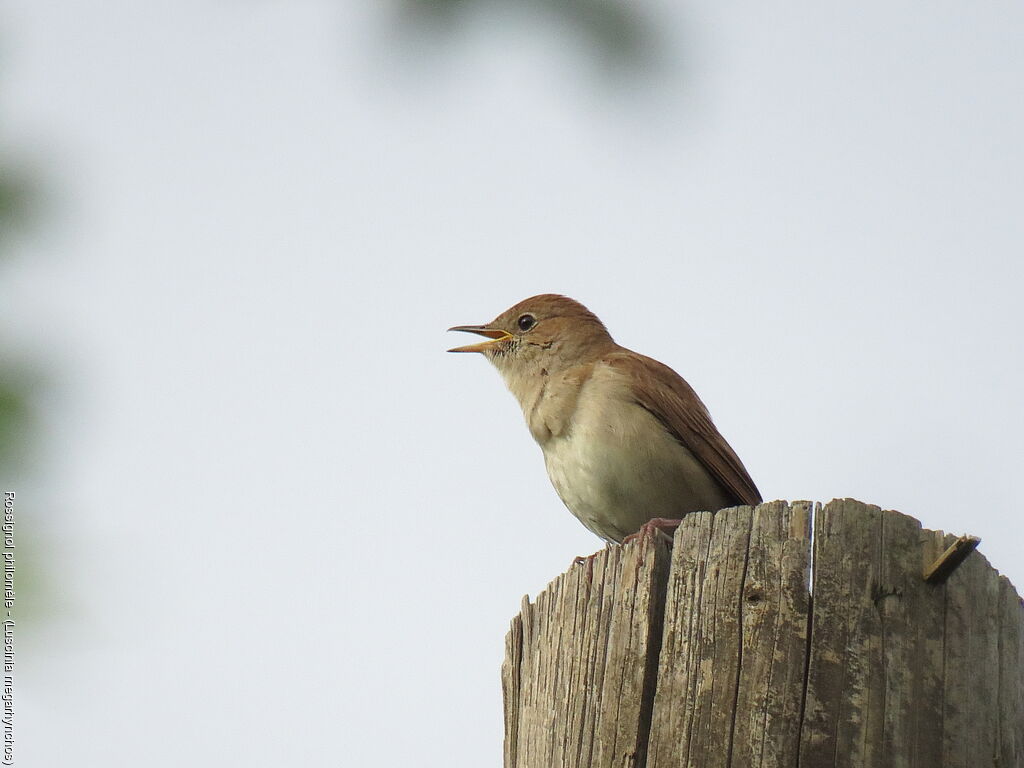 Common Nightingale