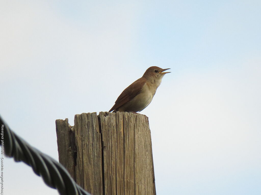 Common Nightingale