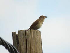 Common Nightingale