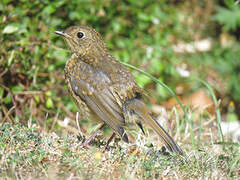 European Robin