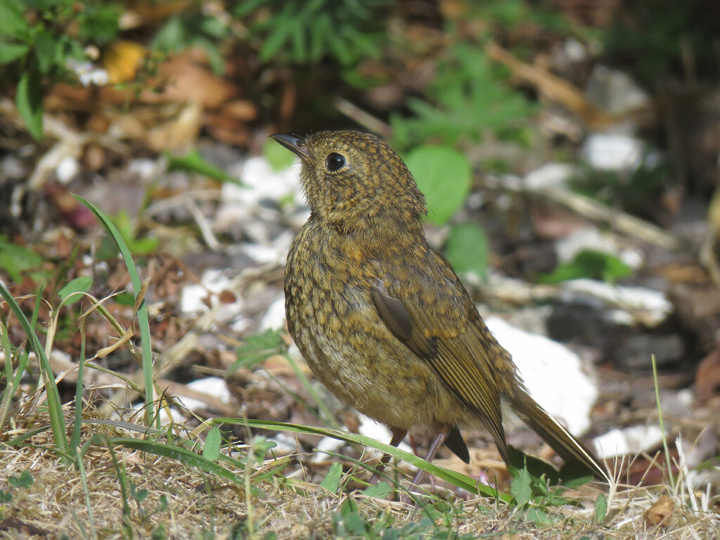 Rougegorge familier